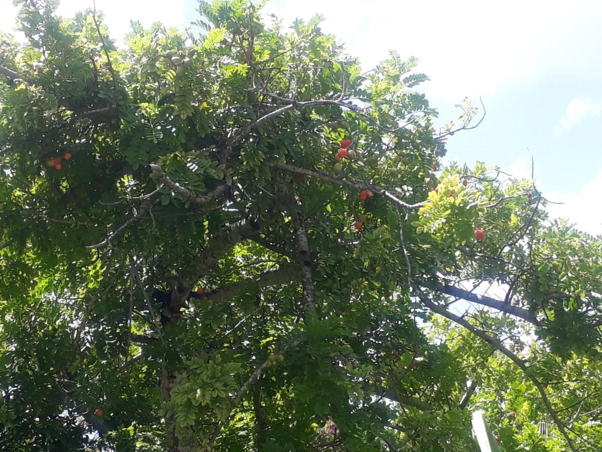 Refugio Das Bouganvillea Igarassu Ngoại thất bức ảnh
