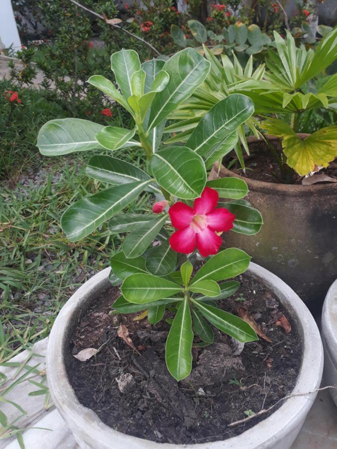 Refugio Das Bouganvillea Igarassu Ngoại thất bức ảnh